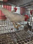 1 White Leghorn Mix Rooster - 3 Months Old