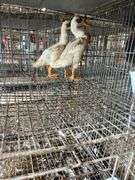 2 Indian Runner Ducks