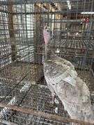 Proven Blue Slate Turkey Hen