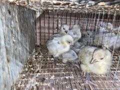 6 Lavender Orpington Pullets
