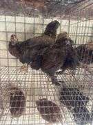 5 Ameraucana Pullet Chicks - 3 Months Old