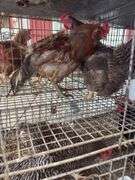 Pair Chickens