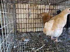 2 Buff Orpington Pullets - 7 Wks Old