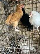 3 Roosters - Frizzle Young Buff Orpington