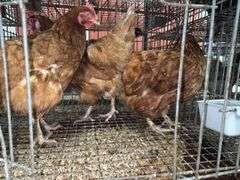 3 ISA Brown Hens