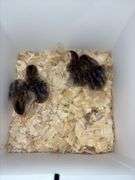 4 French Pearl & Pied Guinea Keets