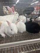 New Zealand Doe w/ 6 Bunnies - Selling As A Family