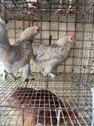 2 Porcelain D'uccle Hens