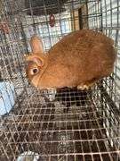 Proven Thriantra Doe w/ Pedigree