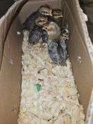 5 Chicks- 1 Cream Legbar Cockerels & 4 Cream Legbar Pullets