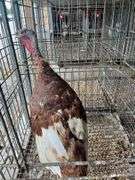 Heritage Bourbon Red Tom Turkey - 1 Yr Old