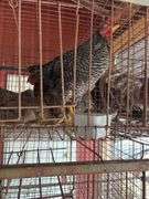 Barred Rock Rooster
