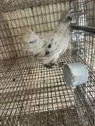 Painted Satin Silkie Pullet