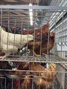 5 Chickens - 1 Rooster 4 Hens