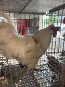 1 Rooster - 10 Months Old