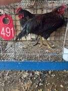2 Barnyard Mix Cockerels