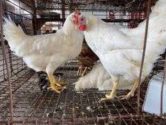 3 Leghorn Pullets