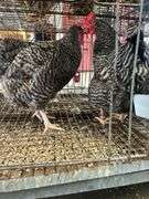 2 Barred Rock Hens