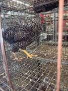 Barred Rock Rooster - 4 Months Old