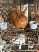 Proven Thriantra Doe w/ Pedigree