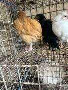 3 Roosters - Frizzle Young Buff Orpington