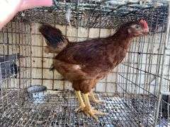 Rhode Island Red Pullets - 9 Wks Old