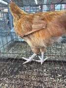 Buff Orpington Chicken