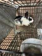 White & Black Bunny