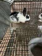 White & Black Bunny