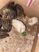 8 Celadon Mix Coturnix Quail - 2.5 Wks Old