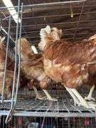 4 Rhode Island Red Hens