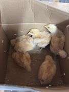 5 Buff Orpington Chick Pullets