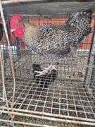 Barnyard Rooster
