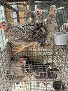 5 Young Cream Legbar/Barred Rock