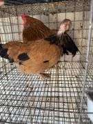 1 Buff Brahma Banty Hen & 1 Roosters