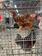 2 Rhode Island Red Roosters