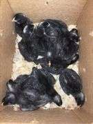 11 Diamond Dutchess Pullets