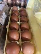 3 Doz Brown Pullet Eating Eggs