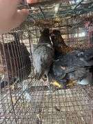 2 Young Barnyard Mix Chickens