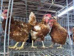 3 Rhode Island Red Hens