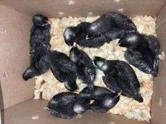 10 Diamond Dutchess Pullets