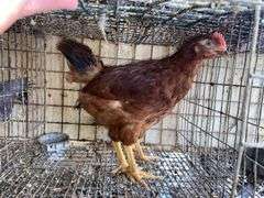 Rhode Island Red Pullets - 9 Wks Old