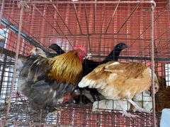 Pair Cochins
