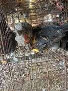 2 Young Barnyard Mix Chickens