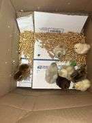 8 Mixed Chicks - Silkies & Mottled Cochin Banties