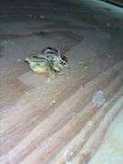 2 Coturnix Quail Chicks - 1 Day Old