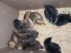10 Oliver Egger & Wyandotte Pullets