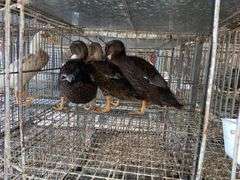 3 Rouen Hen Ducks