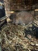 Proven English Lop Doe w/ Pedigree