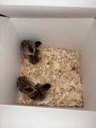 4 French Pearl & Pied Guinea Keets